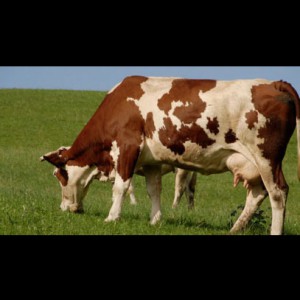 news-granmoravia-etichetta-origine-pw-04