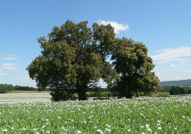 La Filiera Ecosostenibile Gran Moravia