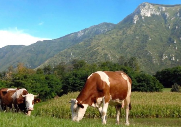 Galleria fotografica Gran Moravia