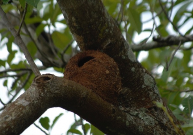 Silvo Pastoril - La fauna