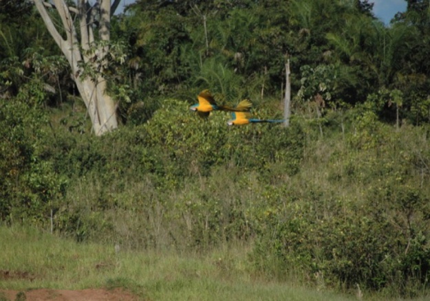 Silvo Pastoril - La fauna