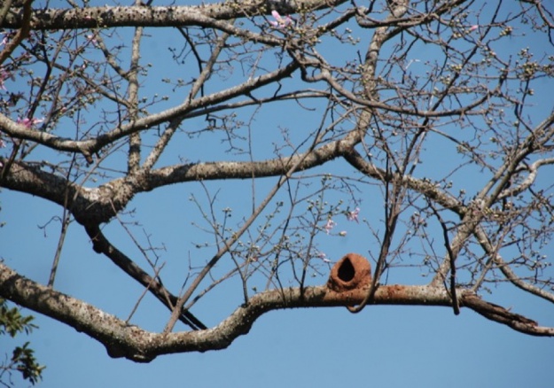 Silvo Pastoril - La fauna