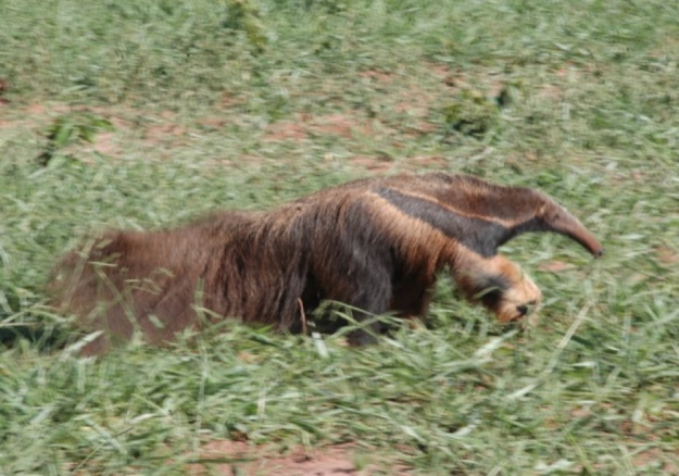 Silvo Pastoril - La fauna