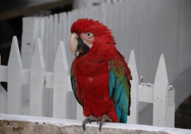 Silvo Pastoril - La fauna