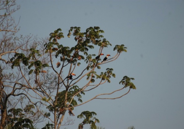 Silvo Pastoril - La fauna