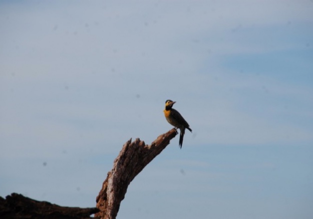 Silvo Pastoril - La fauna