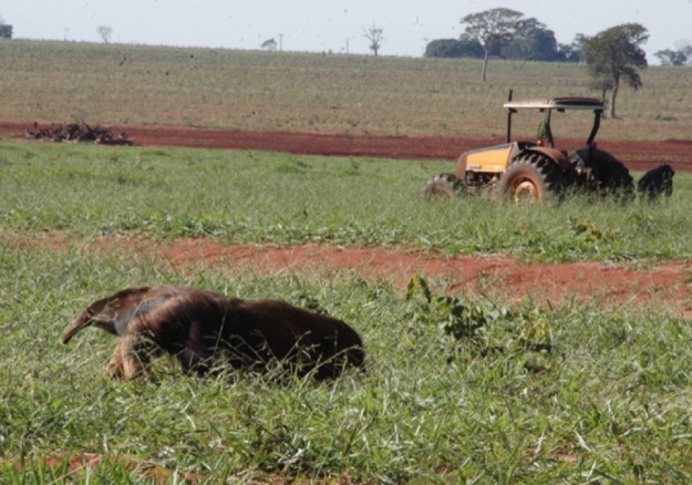 Silvo Pastoril - La fauna