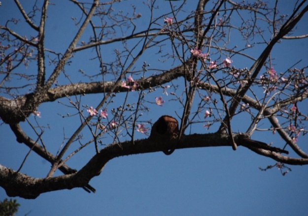 Silvo Pastoril - La fauna