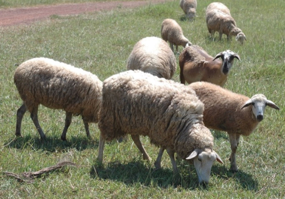 Silvo Pastoril - La fauna